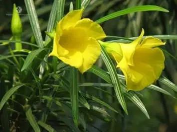 thevetia peruviana flower seeds