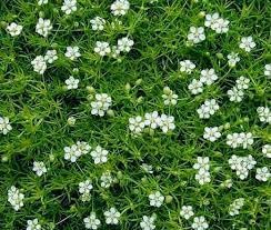 sagina subulata flower seeds