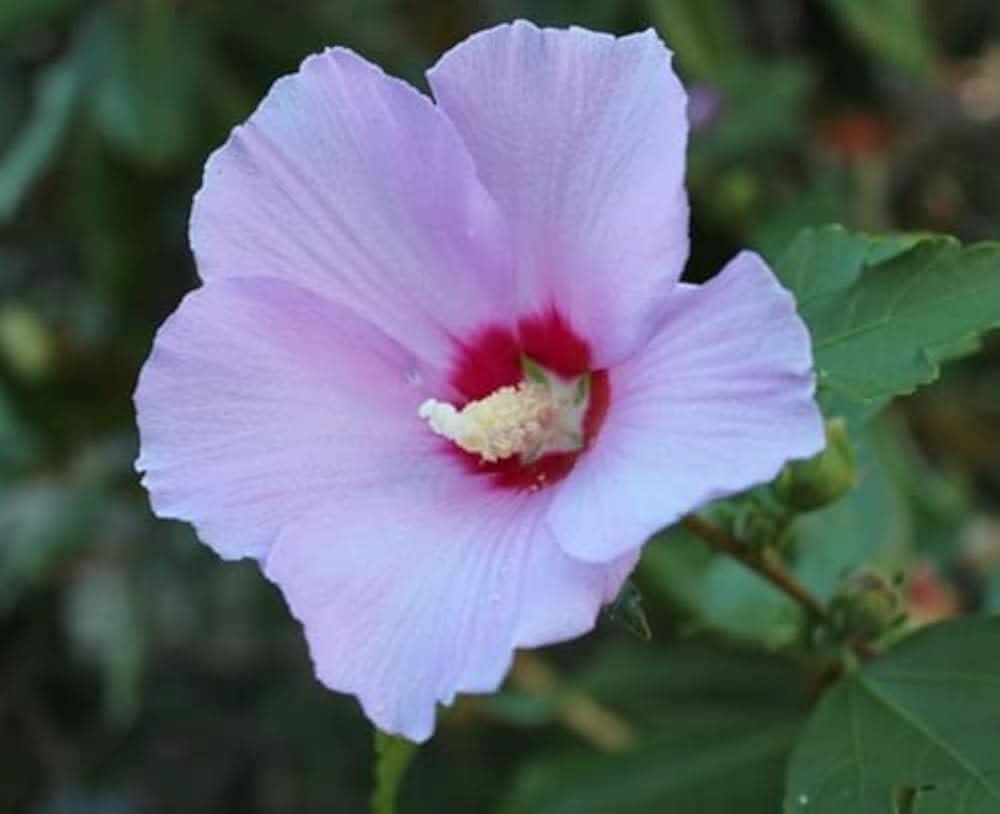 giant hibiscus flower seeds