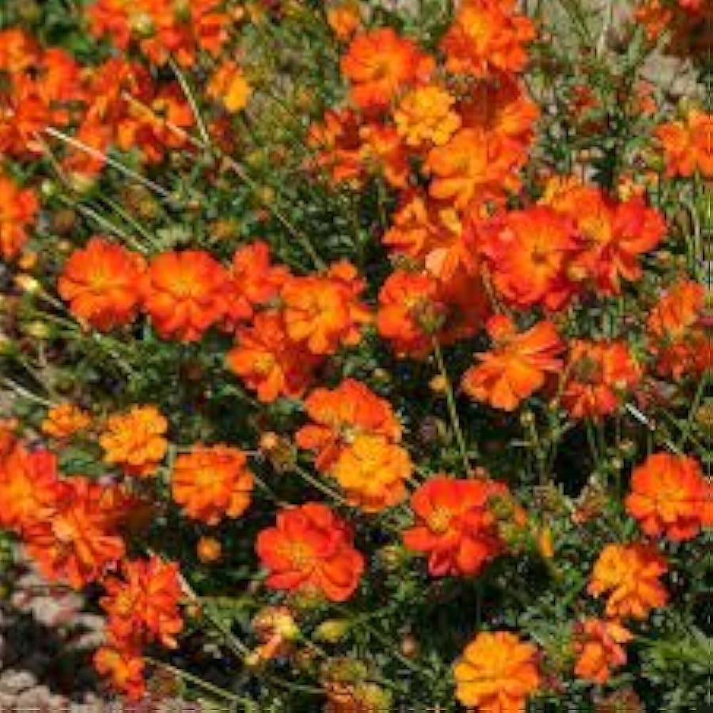 orange cosmos flower seeds