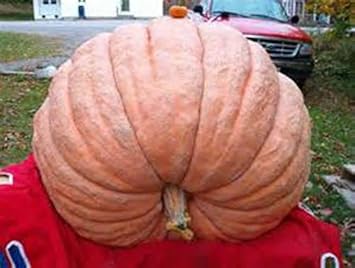 Orange Giant Pumpkin Vegetable Seeds for Planting