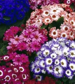 Flower Seeds, Seeds for Planting, Plant Seeds