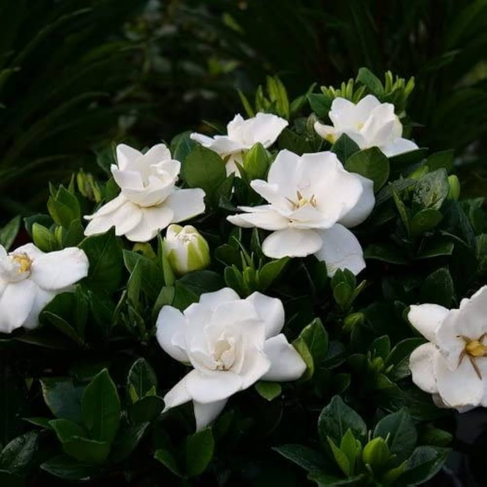 gardenia jasminoides flower seeds