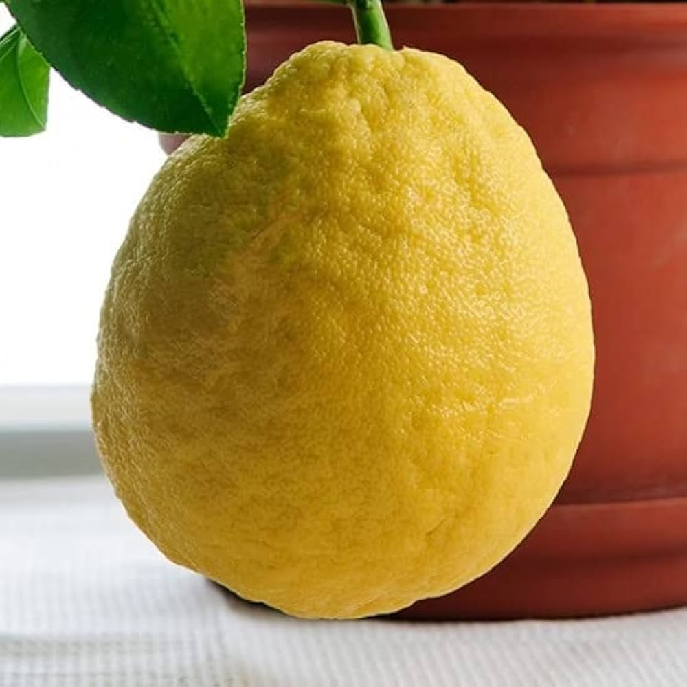 Exotic Baboon Lemon Fruit Seeds for Planting - Rare & Highly Productive Lemon Tree