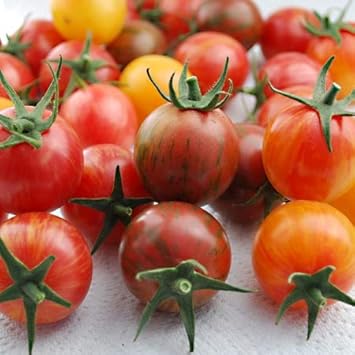 Mixed Red Tomato Seeds for Planting