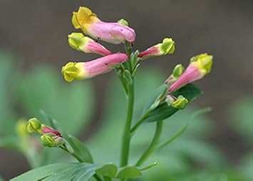 Flower Seeds, Seeds for Planting, Plant Seeds