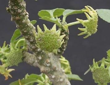 Flower Seeds, Seeds for Planting, Plant Seeds