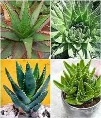 mixed aloe flower seeds