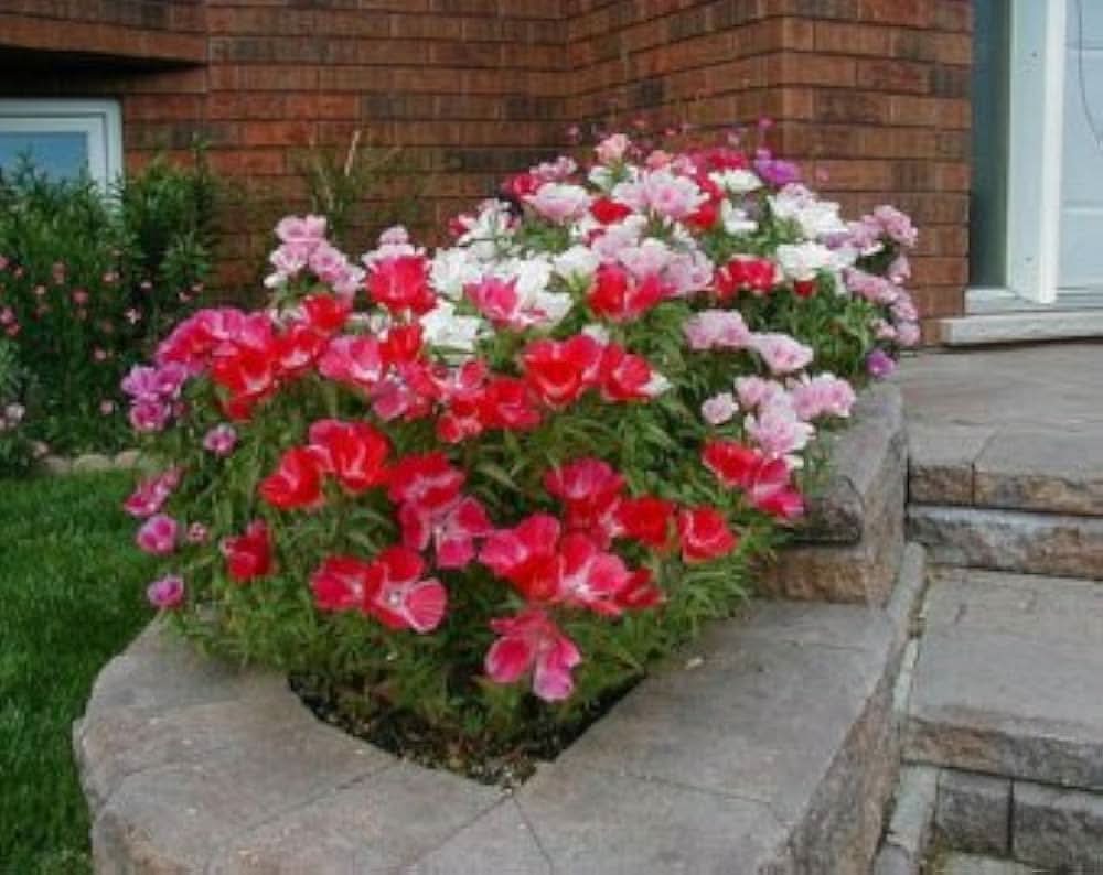 azalea mixed flower seeds