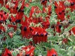 sturts flower flower seeds