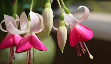 Flower Seeds, Seeds for Planting, Plant Seeds