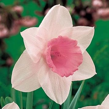 pink pale flower seeds