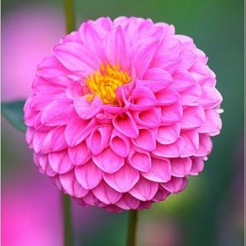 pink dahlia seeds Pink Dahlia flower seeds for Planting