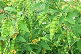 Pigeon Pea Vegetable Seeds for Planting