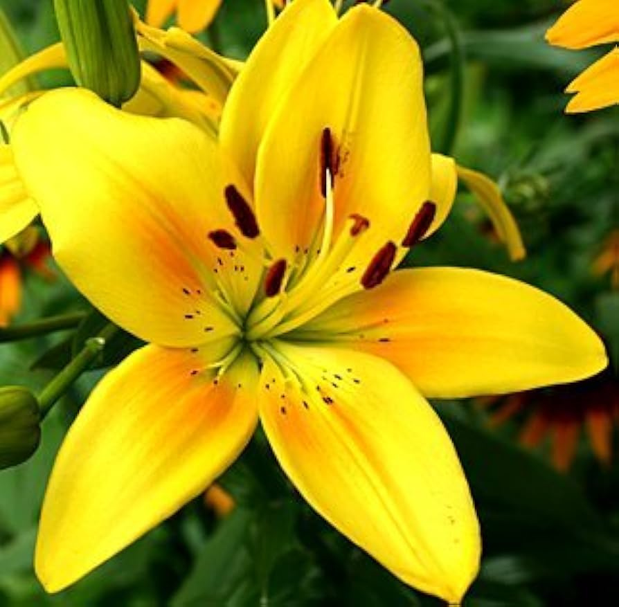 perfume lily flower seeds