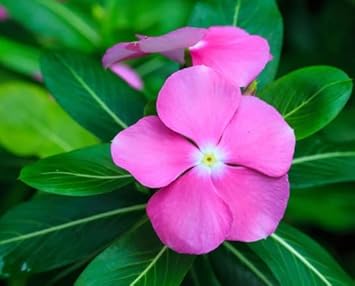 pink heirloom flower seeds