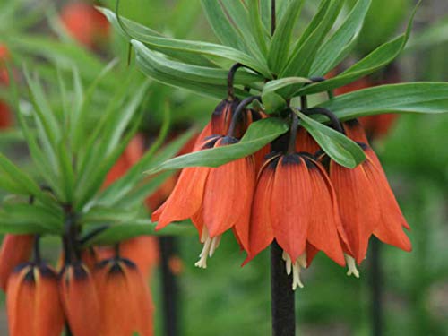 Heirloom Non-GMO Fritillaria Imperialis Flower Seeds for Planting – Tall Exotic Spring Garden Blooms