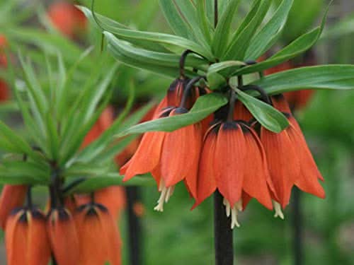 heirloom non flower seeds