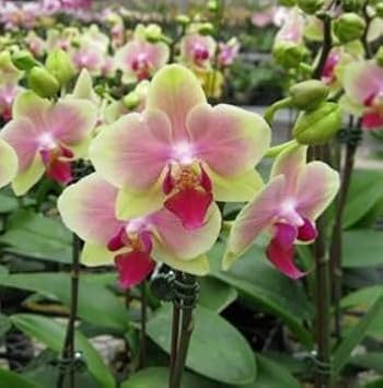 Flower Seeds, Seeds for Planting, Plant Seeds