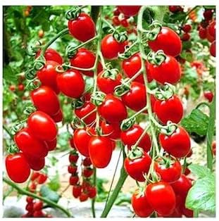 Heirloom Tomato Vegetable Seeds for Planting