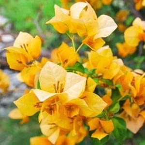 yellow bougainvillea flower seeds