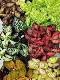 Flower Seeds, Seeds for Planting, Plant Seeds