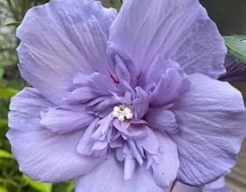 Flower Seeds, Seeds for Planting, Plant Seeds