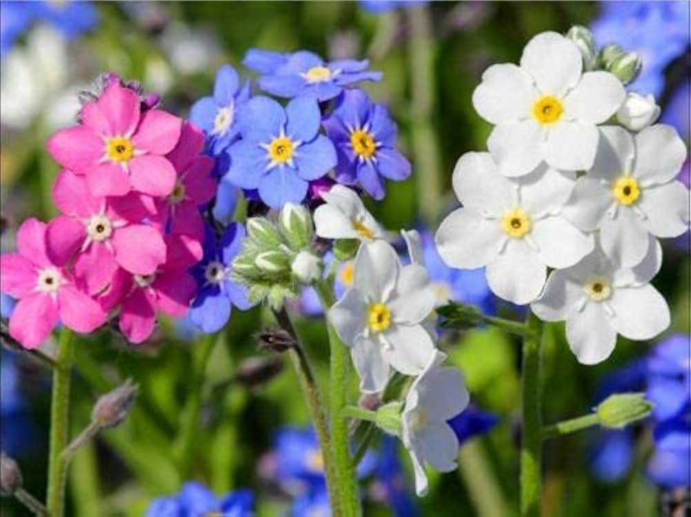 Lilla Nezabudka Blomsterfrø - 100 stk