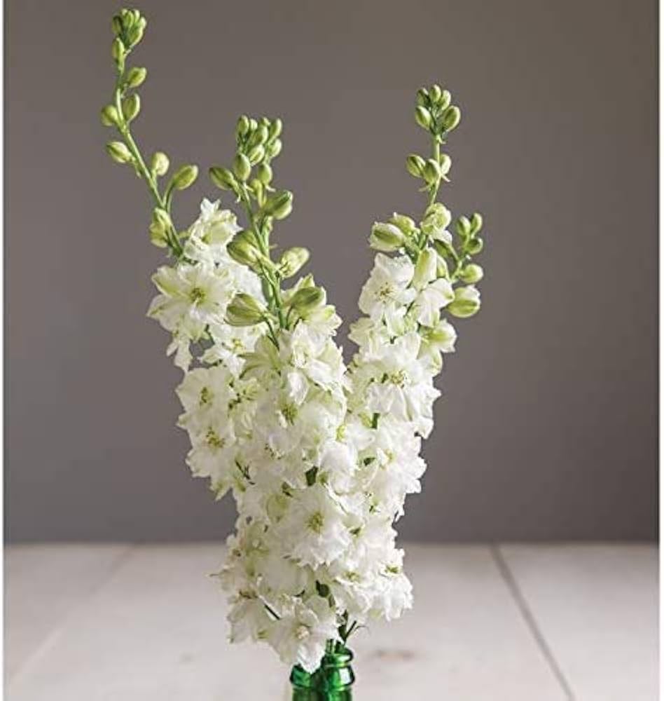 rocket larkspur flower seeds