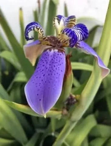 iris blume flower seeds