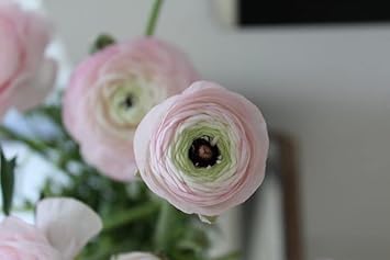 pink white flower seeds