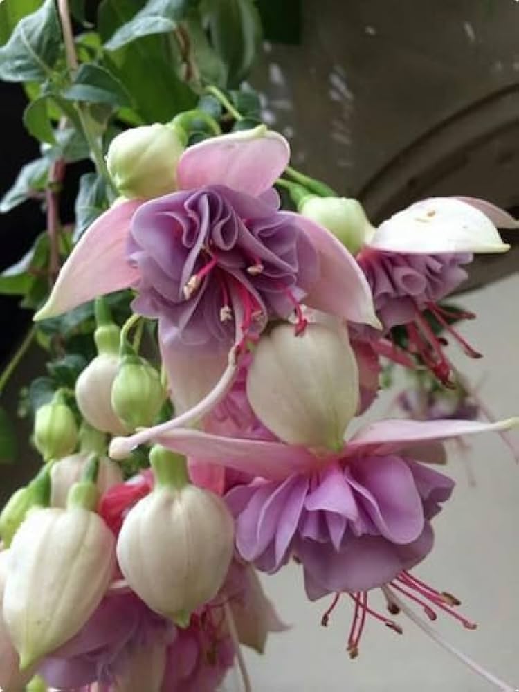 fuchsia for flower seeds