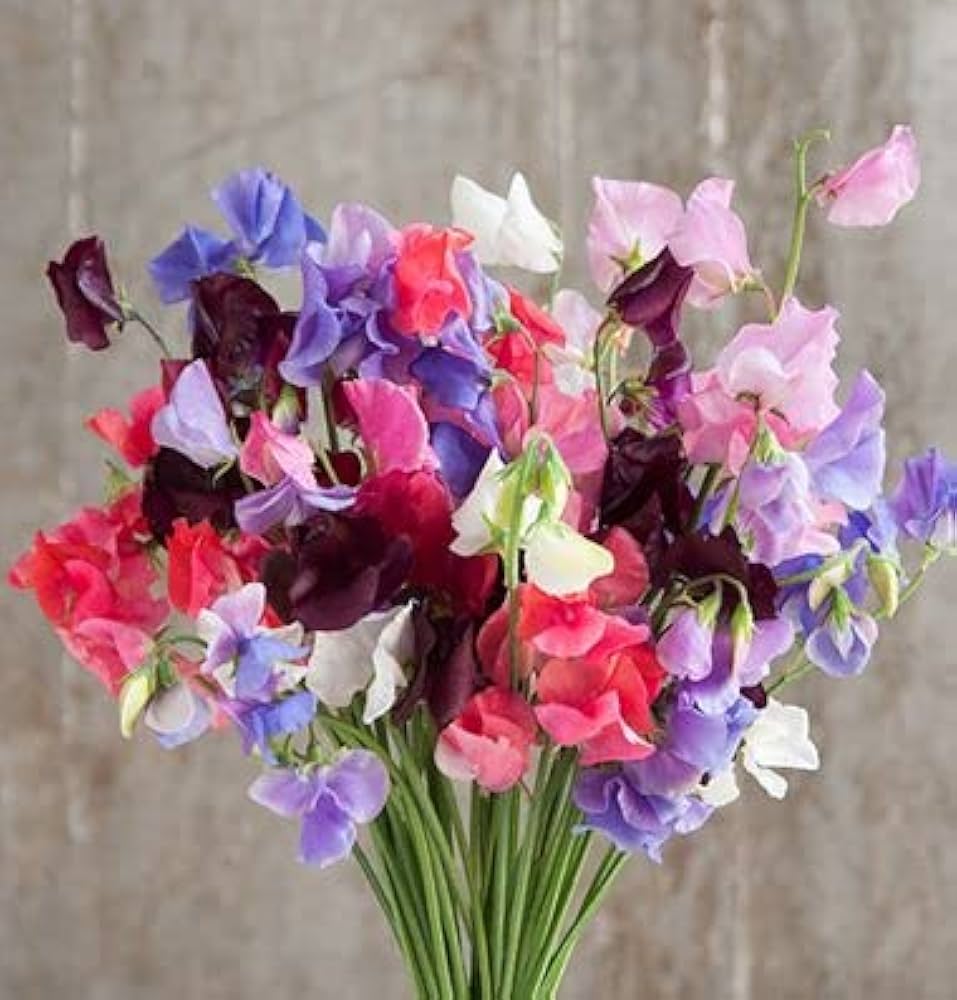 Everlasting Pea Flower Seeds for Planting 100 pcs