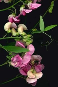 silla flower flower seeds