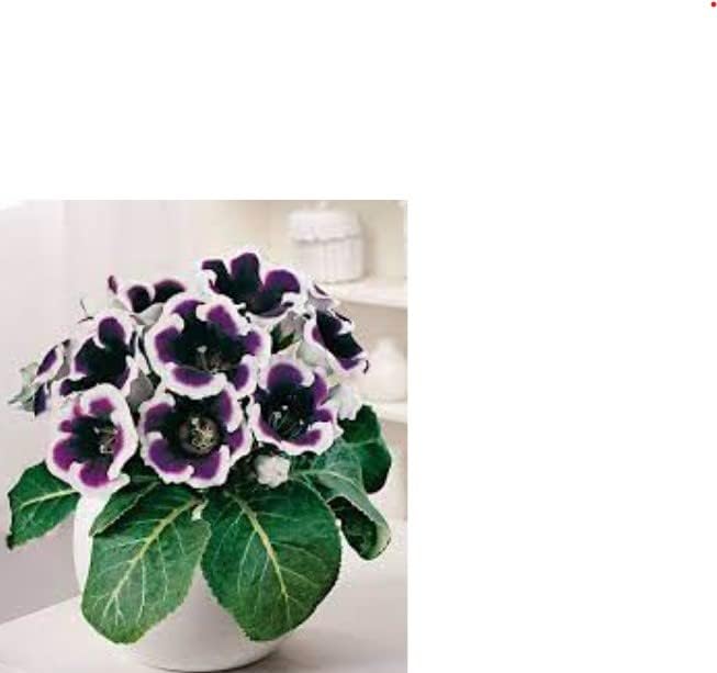 Sort Hvid Gloxinia Blomsterfrø til Have - 100 stk