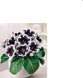 Flower Seeds, Seeds for Planting, Plant Seeds
