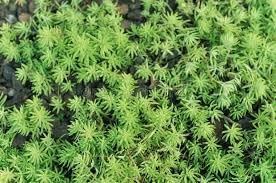 Flower Seeds, Seeds for Planting, Plant Seeds