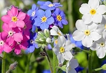 Flower Seeds, Seeds for Planting, Plant Seeds