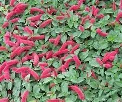 acalypha flower flower seeds