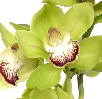 Flower Seeds, Seeds for Planting, Plant Seeds