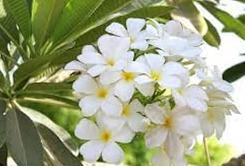 Flower Seeds, Seeds for Planting, Plant Seeds