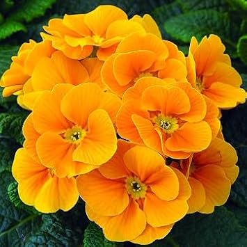 Flower Seeds, Seeds for Planting, Plant Seeds