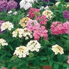 heirloom non flower seeds
