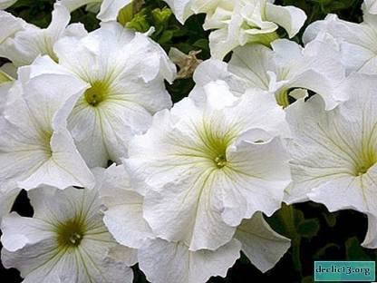 White Petunia Grandiflora Seeds – Heirloom, Non-GMO Flower Seeds for Garden Planting