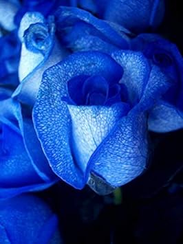 flower seeds from holland Heirloom Blue Holland Rose Flower Seeds for Planting – Non-GMO, High  Germination Decorative Garden Seeds