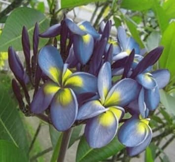 blue yellow flower seeds