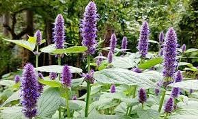 agastache rugosa flower seeds