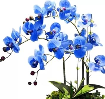 blue organic flower seeds