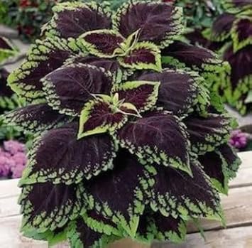 Flower Seeds, Seeds for Planting, Plant Seeds