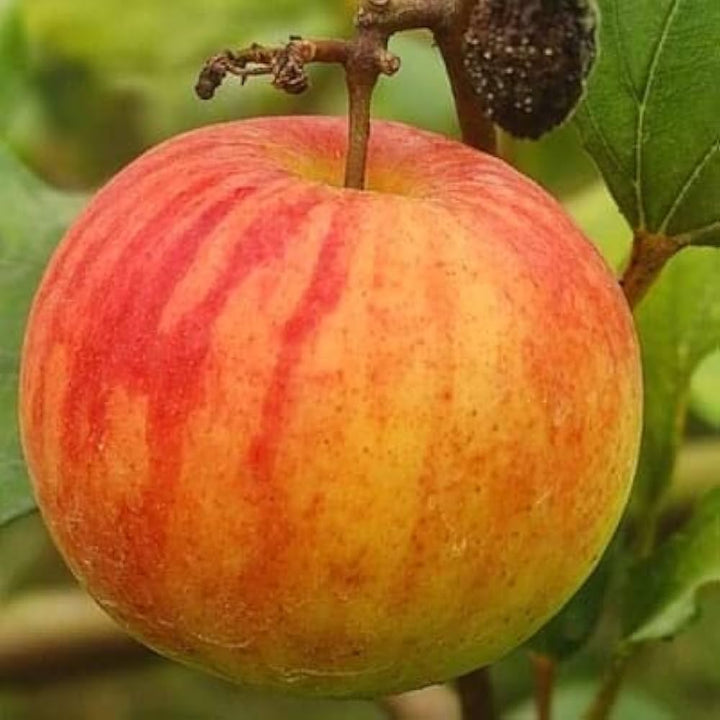 Ball Sundari Ber Apple Fruit seeds for Planting - heirloom and Non-GMO garden seeds
